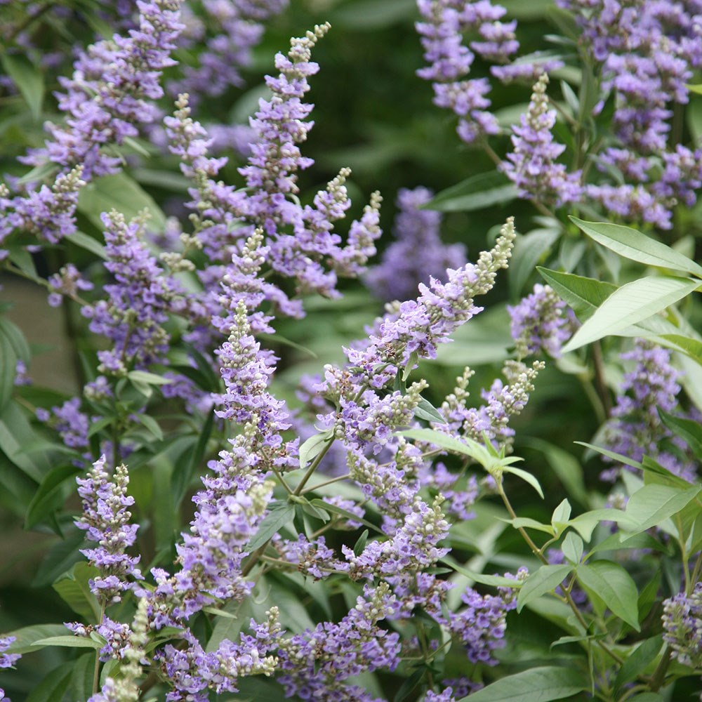 <i>Vitex agnus-castus</i> <b class=small-caps>Delta Blues</b> ('Piivac-I')