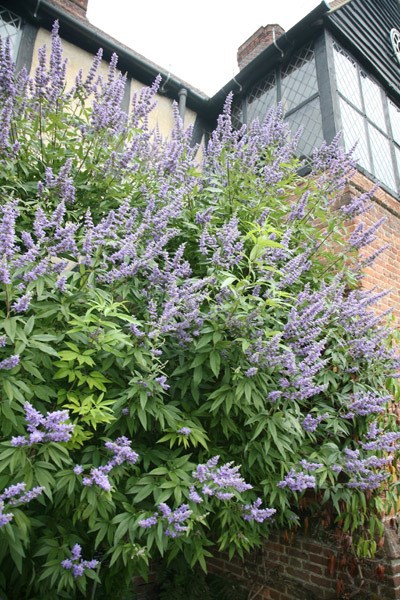 <i>Vitex agnus-castus</i> <b class=small-caps>Delta Blues</b> ('Piivac-I')