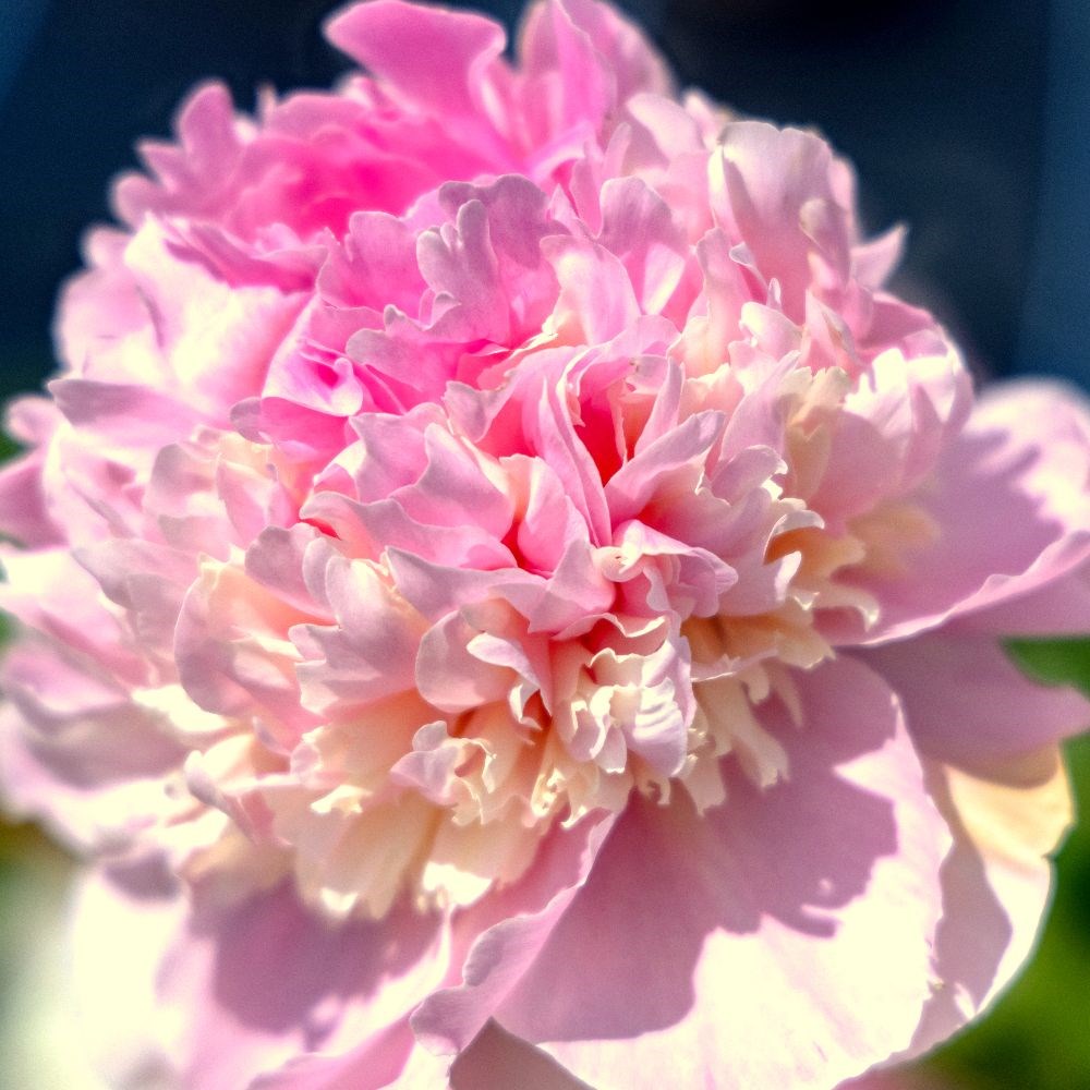 <i>Paeonia lactiflora</i> 'Angel Cheeks'