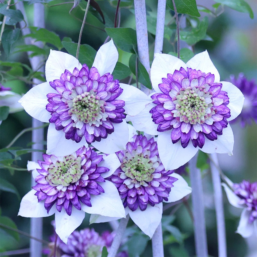 <i>Clematis</i> <b class=small-caps>Viennetta</b> ('Evipo006') (PBR)