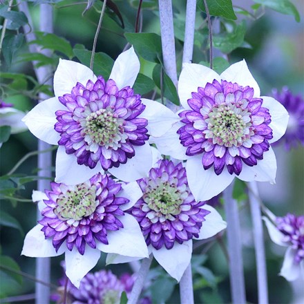 Clematis Viennetta ('Evipo006') (PBR)