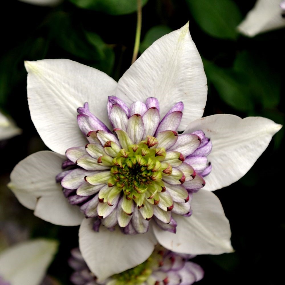 <i>Clematis</i> <b class=small-caps>Viennetta</b> ('Evipo006') (PBR)