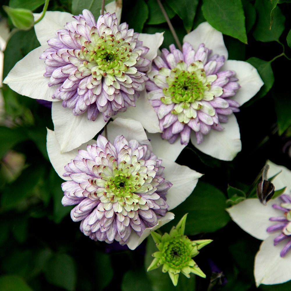 <i>Clematis</i> <b class=small-caps>Viennetta</b> ('Evipo006') (PBR)