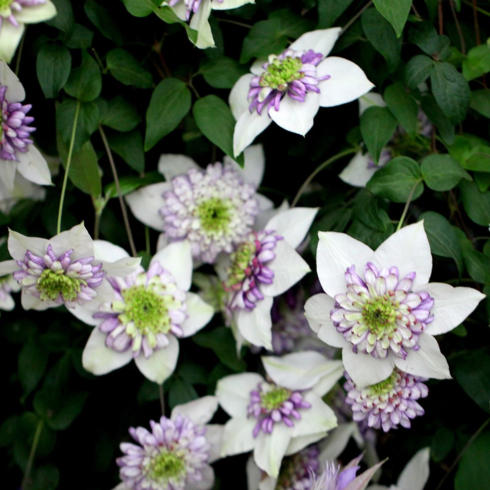 <i>Clematis</i> <b class=small-caps>Viennetta</b> ('Evipo006') (PBR)