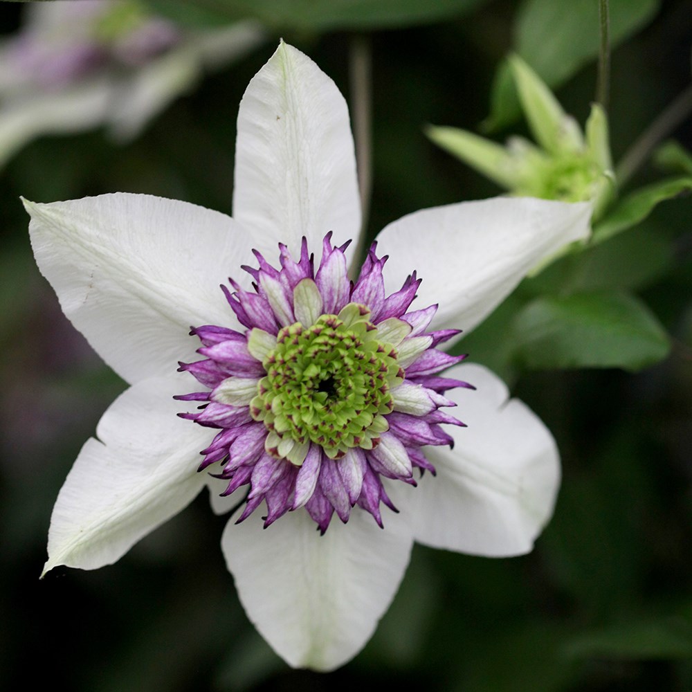 <i>Clematis</i> <b class=small-caps>Viennetta</b> ('Evipo006') (PBR)