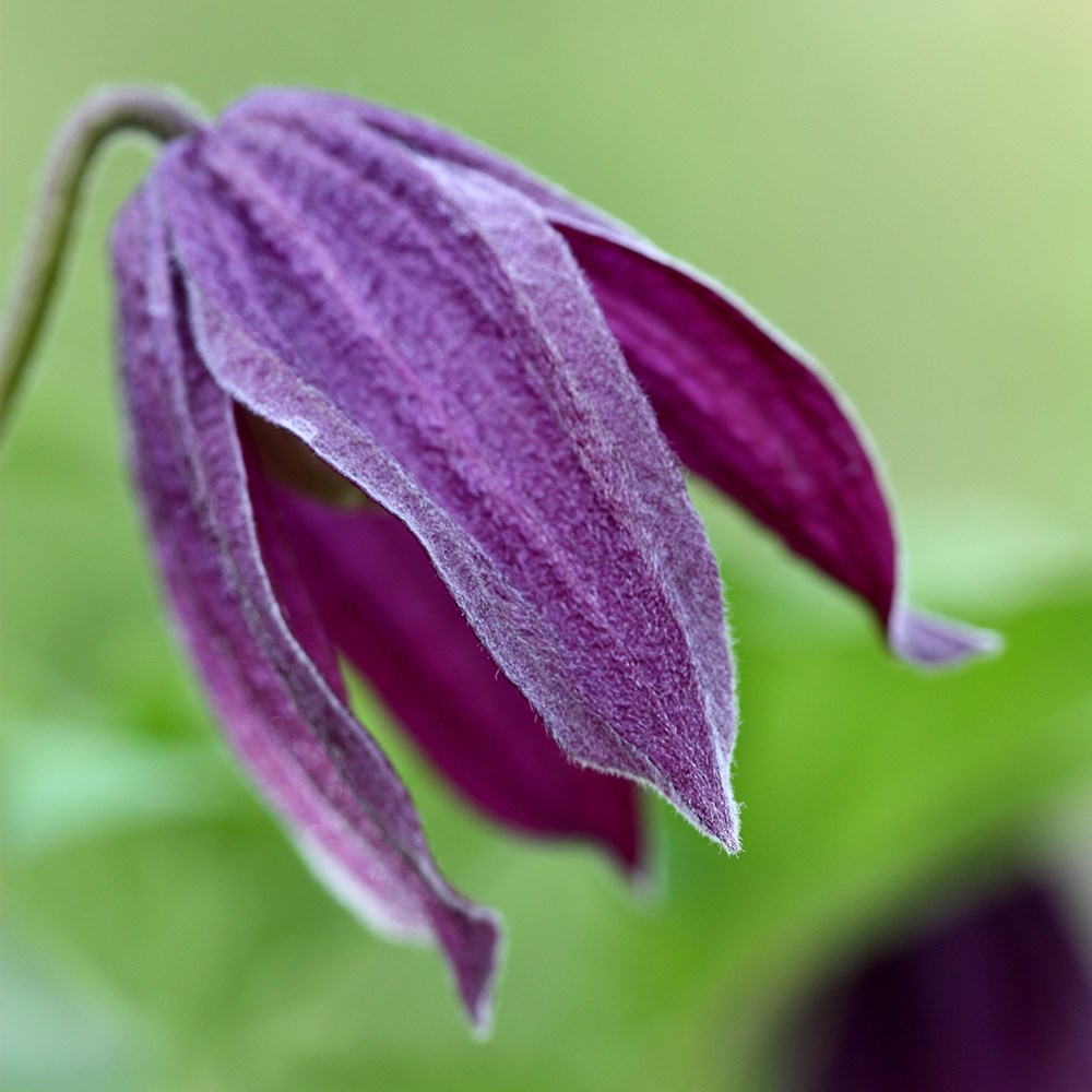 <i>Clematis</i> 'Brunette'