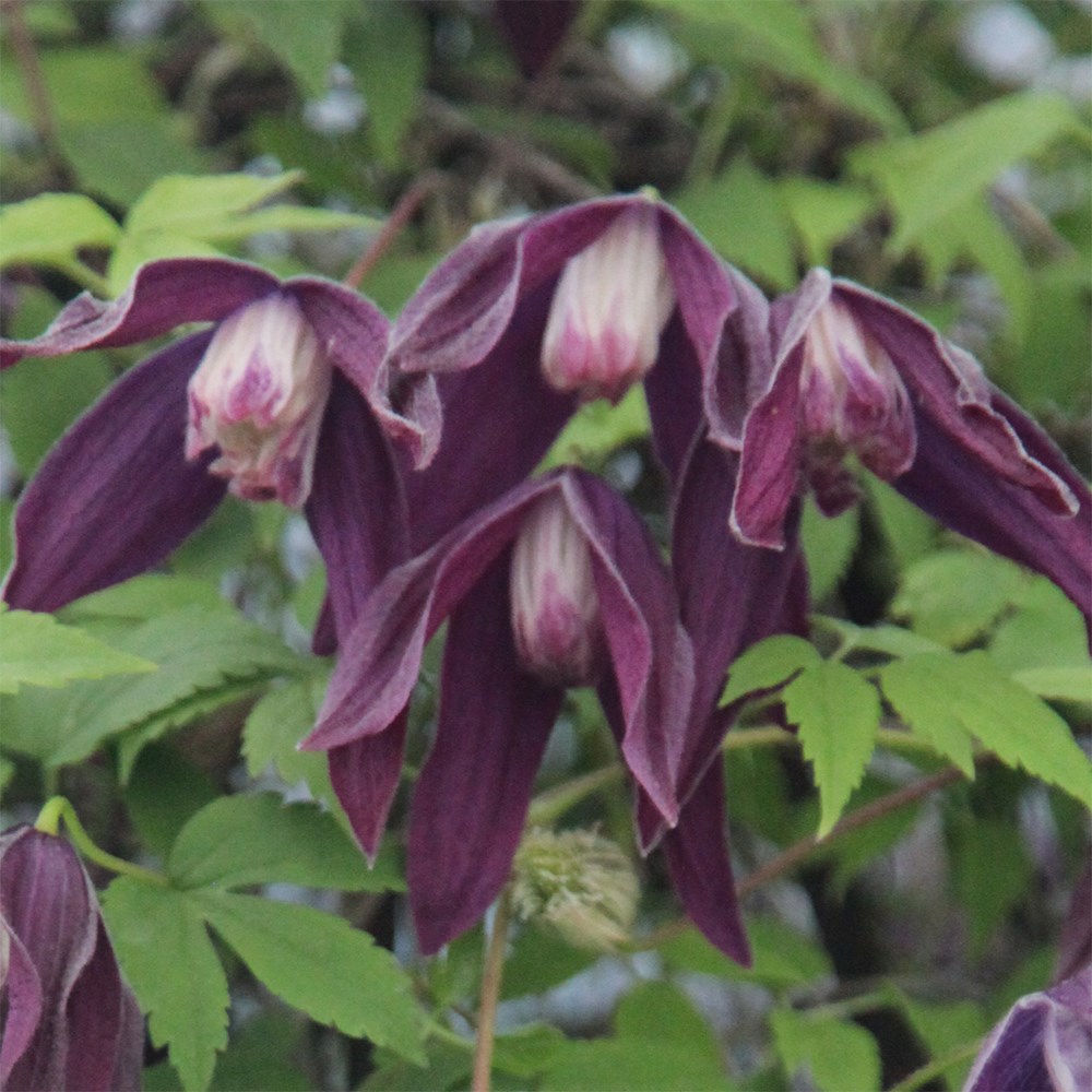 <i>Clematis</i> 'Brunette'