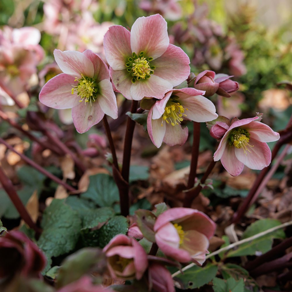 <i>Helleborus</i> × <I>ericsmithii</i> 'Pirouette' (PBR)