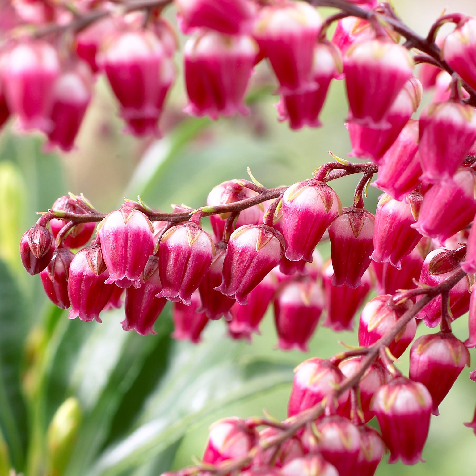<I>Pieris japonica</i> 'Passion' (PBR)