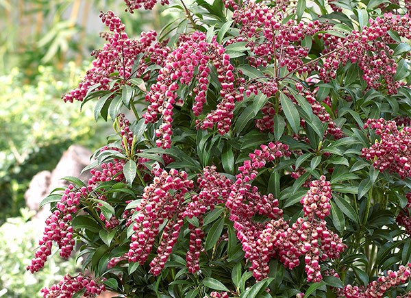 <I>Pieris japonica</i> 'Passion' (PBR)