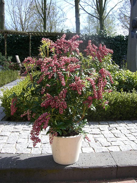 <I>Pieris japonica</i> 'Passion' (PBR)