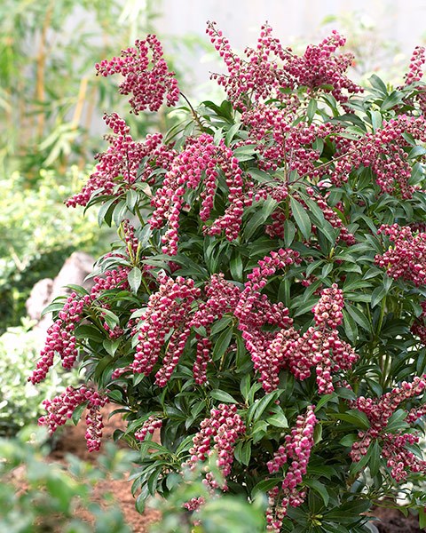 <I>Pieris japonica</i> 'Passion' (PBR)
