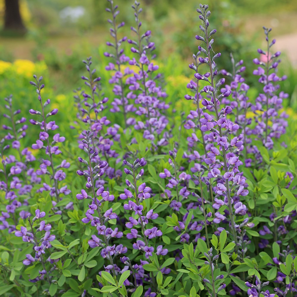 <i>Baptisia</i> 'Purple Smoke'
