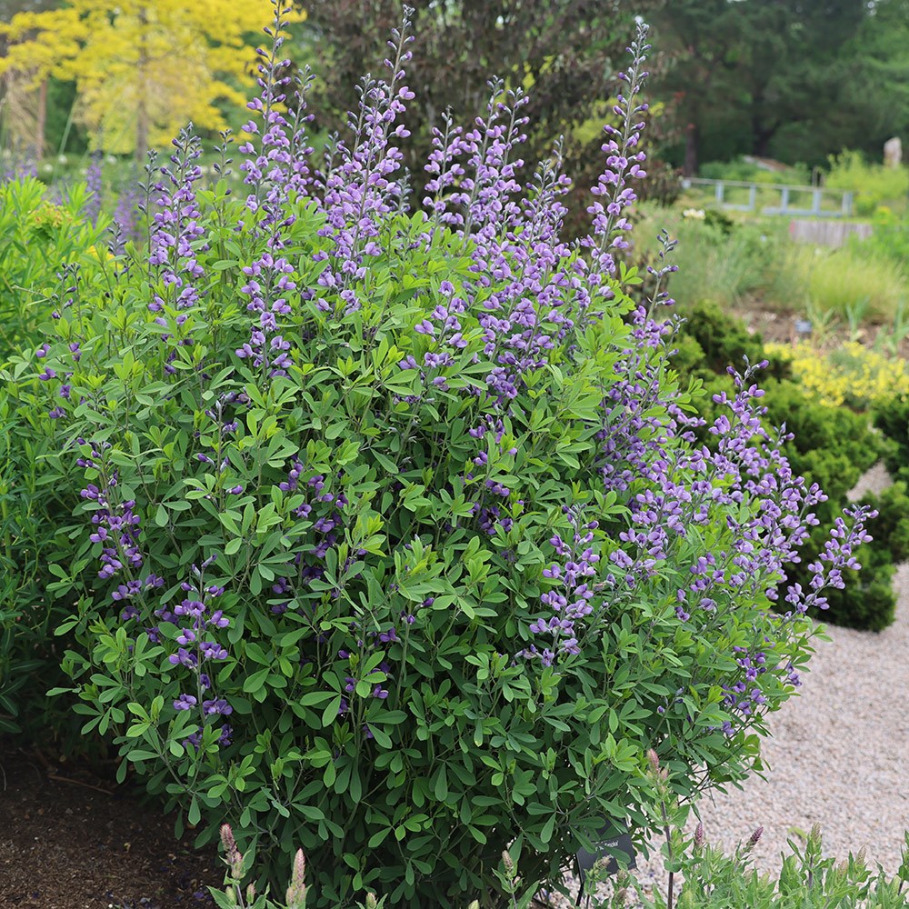 <i>Baptisia</i> 'Purple Smoke'