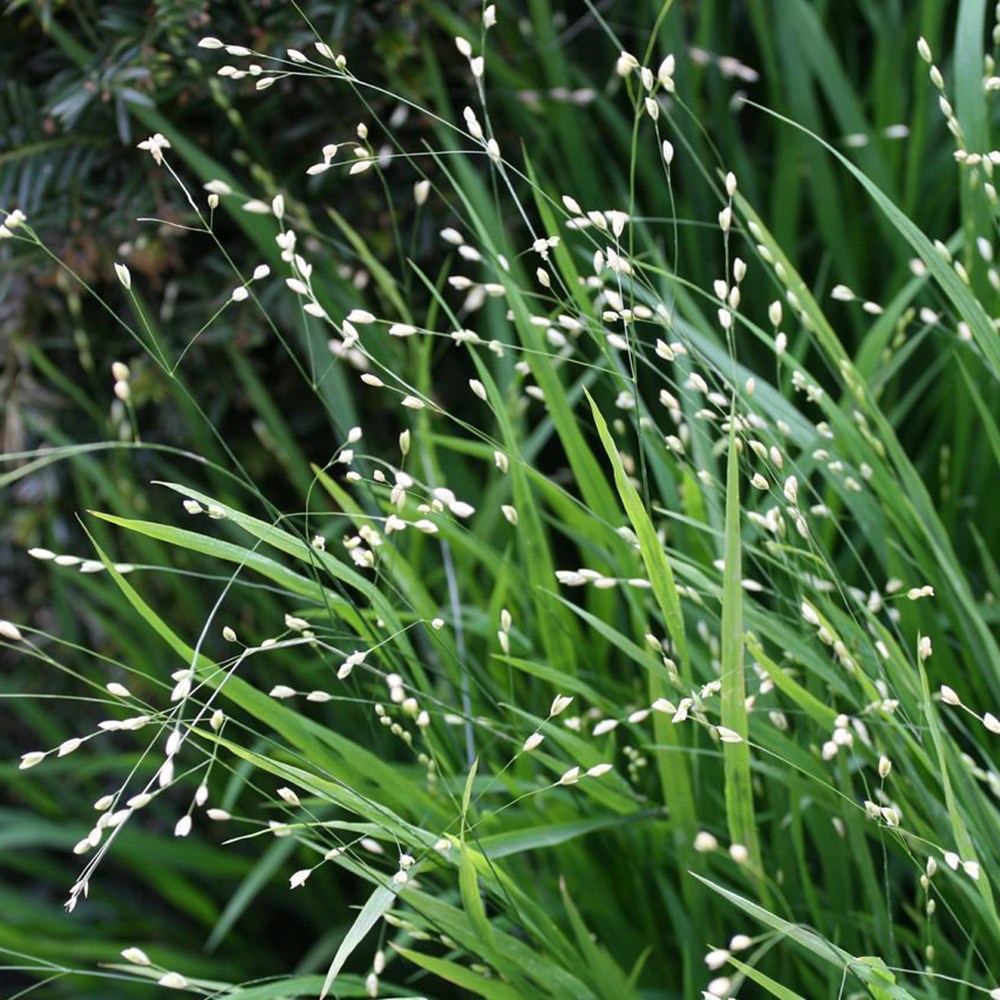 <i>Melica altissima</i> 'Alba'