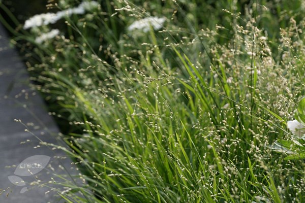 <i>Melica altissima</i> 'Alba'