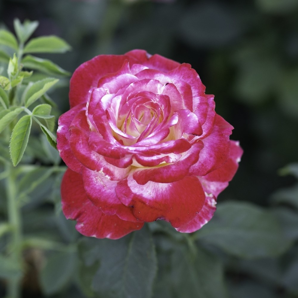 <i>Rosa</i> <b class=small-caps>Double Delight</b> ('Andeli') | Shrub Rose