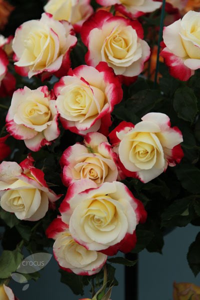 <i>Rosa</i> <b class=small-caps>Double Delight</b> ('Andeli')