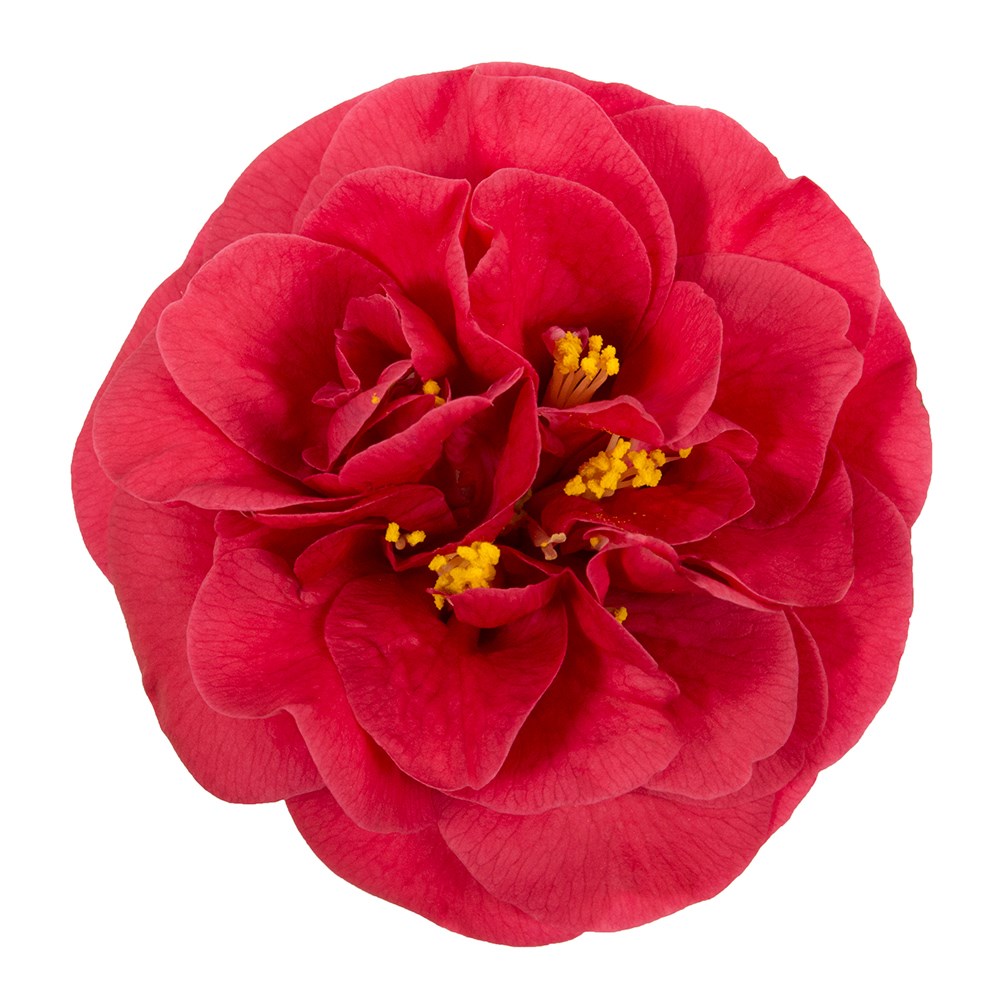 <i>Camellia japonica</i> 'Lady Campbell'