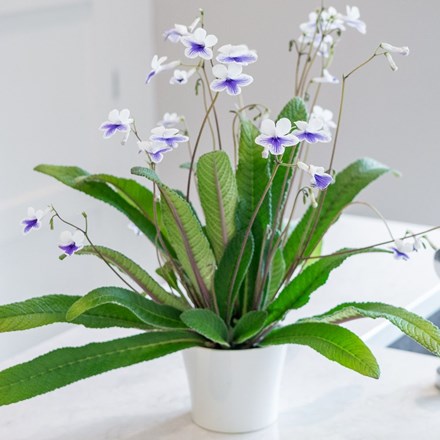 <I>Streptocarpus</i> 'Crystal Ice' (PBR) & ceramic pot cover