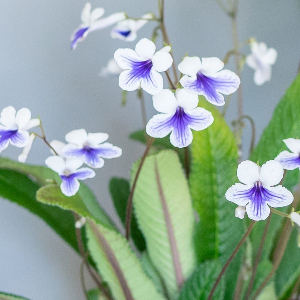 <I>Streptocarpus</i> 'Crystal Ice' (PBR) & ceramic pot cover