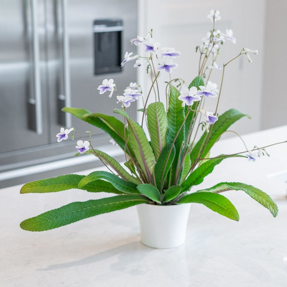 <I>Streptocarpus</i> 'Crystal Ice' (PBR) & ceramic pot cover