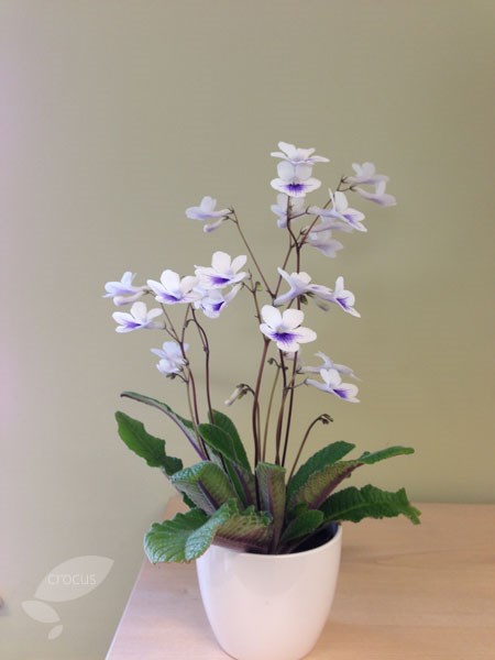 <I>Streptocarpus</i> 'Crystal Ice' (PBR) & ceramic pot cover
