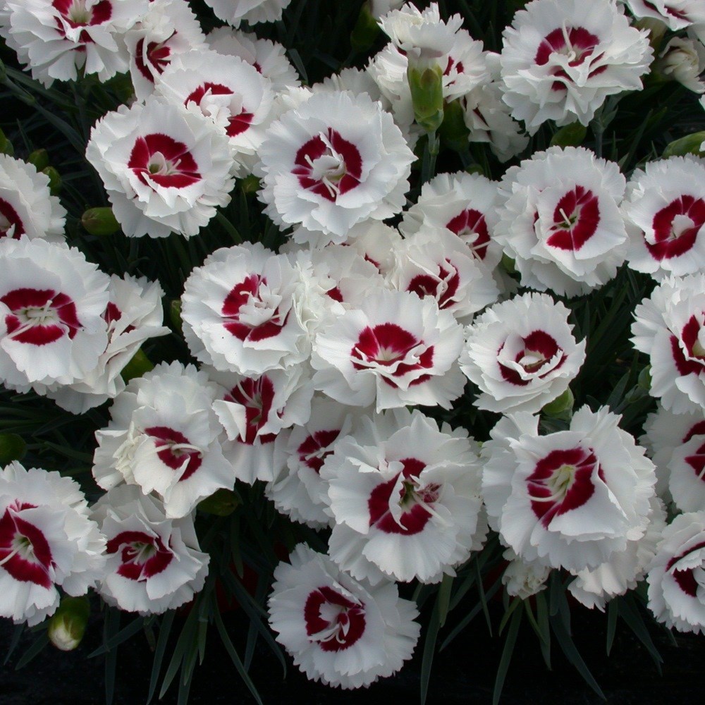 <i>Dianthus</i> <b class=small-caps>Coconut Sundae</b> ('Wp05 Yves') (Scent First Series)