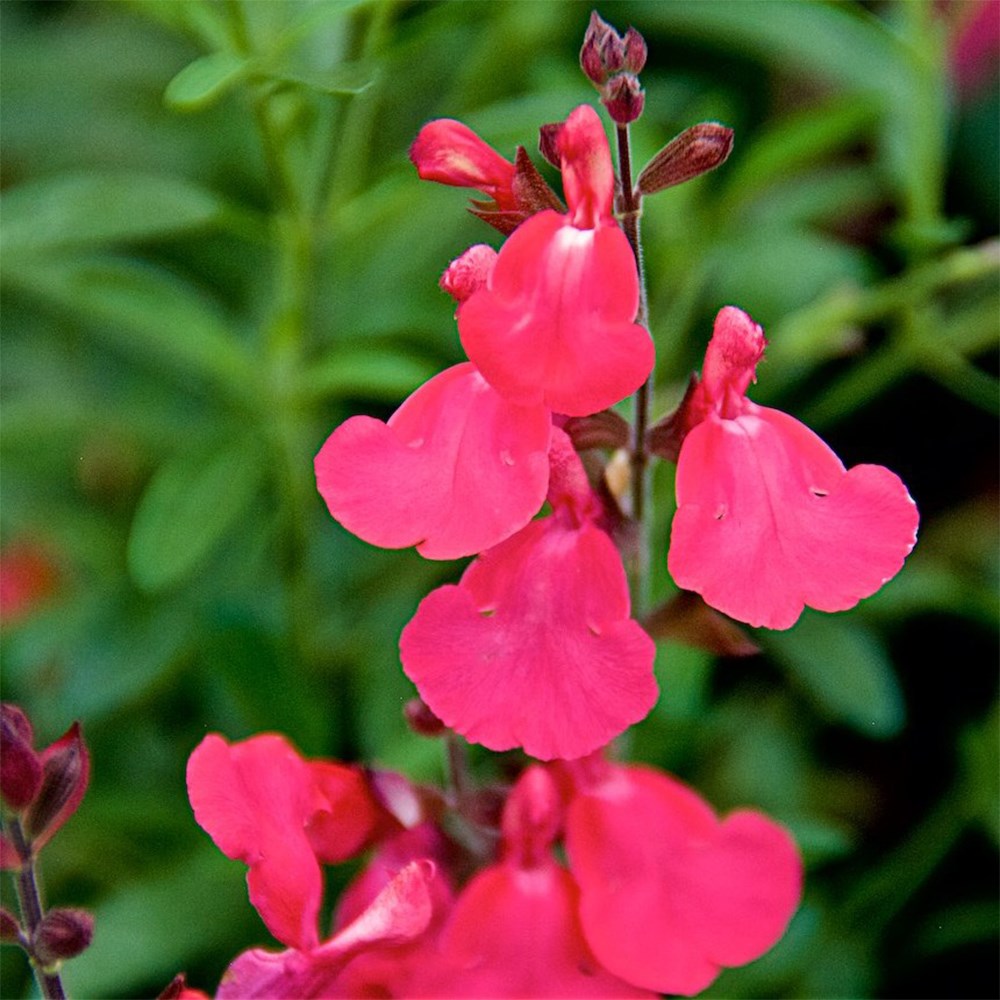 <i>Salvia greggii</i> 'Lipstick'