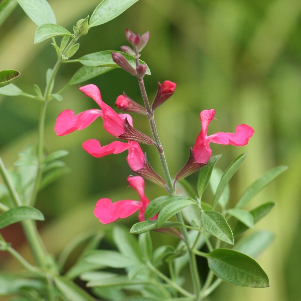 <i>Salvia greggii</i> 'Lipstick'