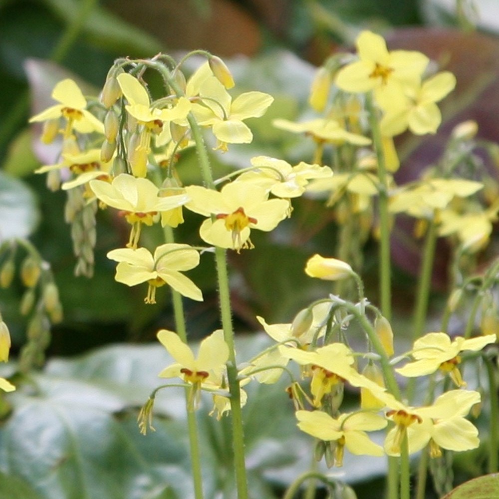 <i>Epimedium</i> × <i>perralchicum</i> 'Fröhnleiten'