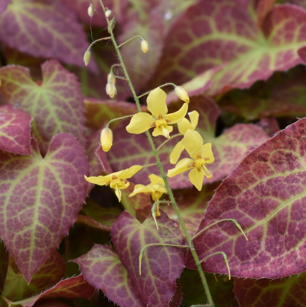 <i>Epimedium</i> × <i>perralchicum</i> 'Fröhnleiten'