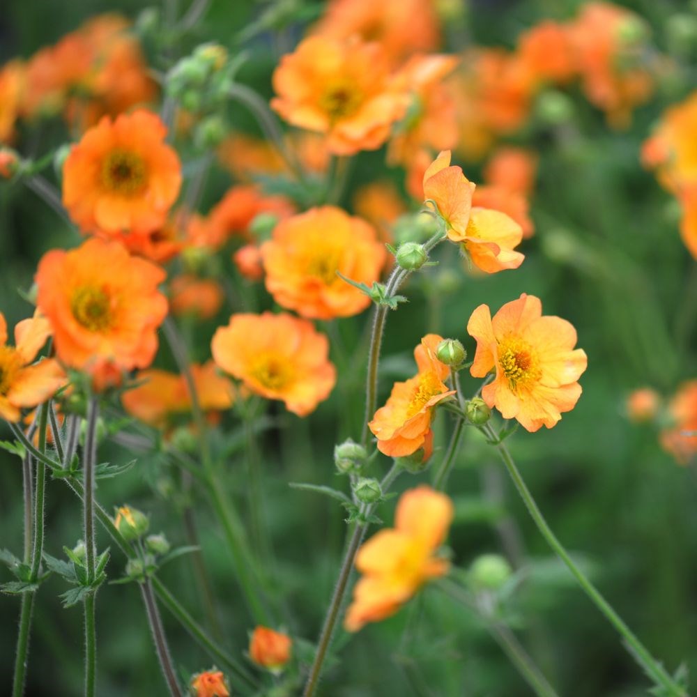 <I>Geum</i> 'Totally Tangerine' (PBR)