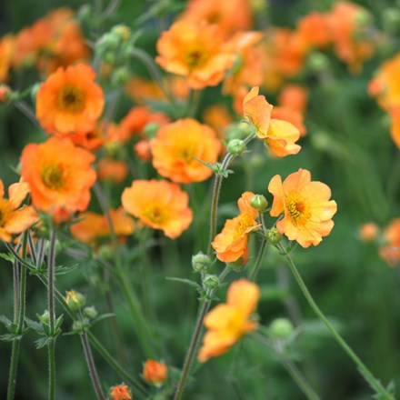<I>Geum</i> 'Totally Tangerine' (PBR)