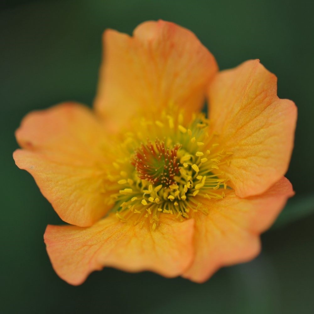 <I>Geum</i> 'Totally Tangerine' (PBR)