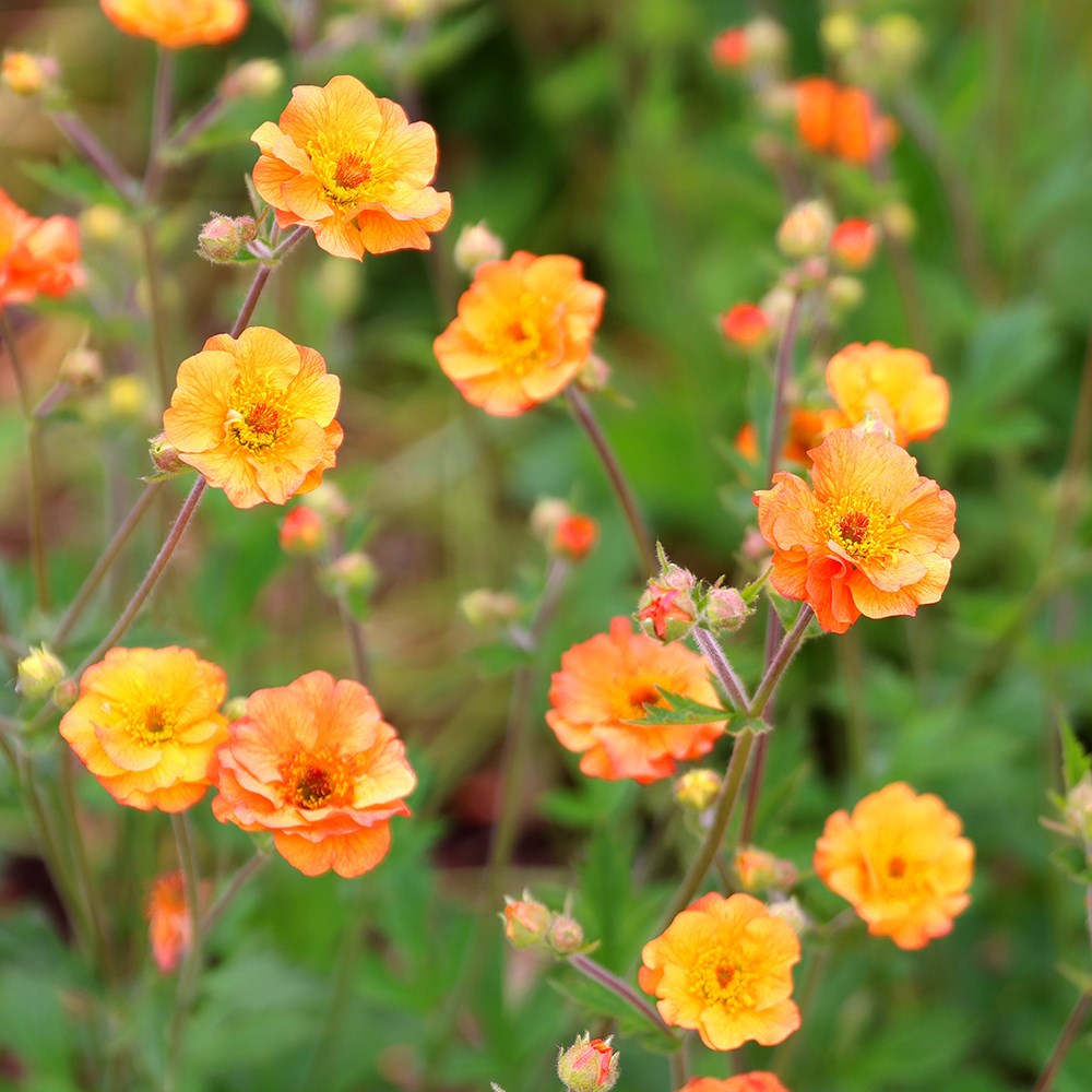 <i>Geum</i> 'Prinses Juliana'