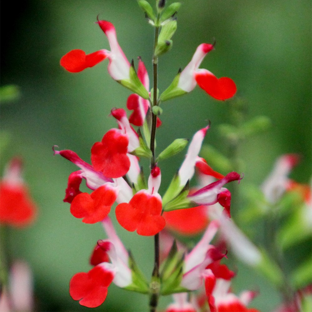 <i>Salvia</i> 'Hot Lips'