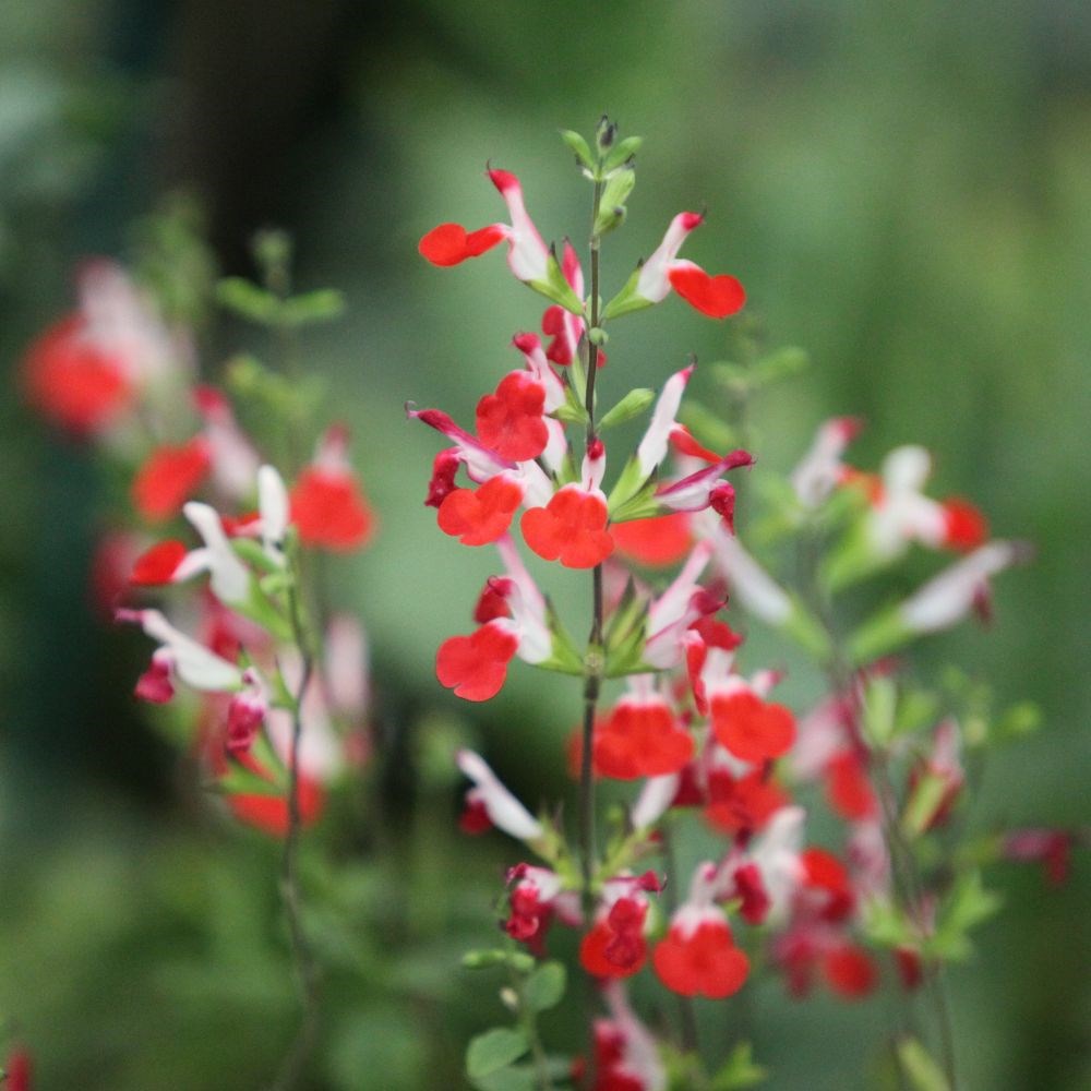 <i>Salvia</i> 'Hot Lips'