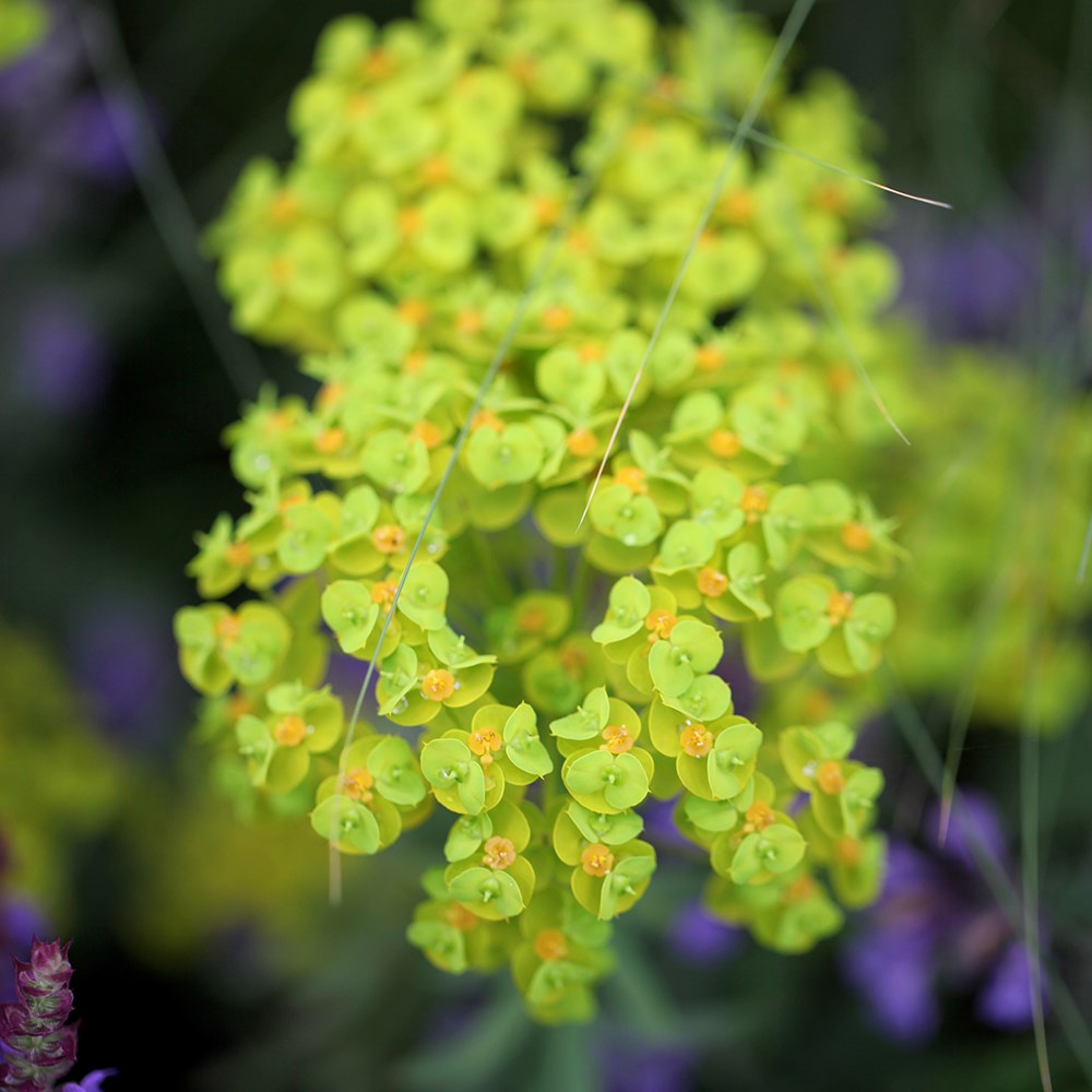 <I>Euphorbia seguieriana</i> subsp. <i>niciciana</i>