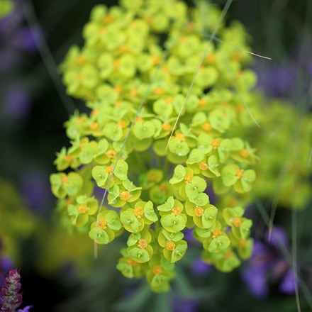 Euphorbia seguieriana subsp. niciciana