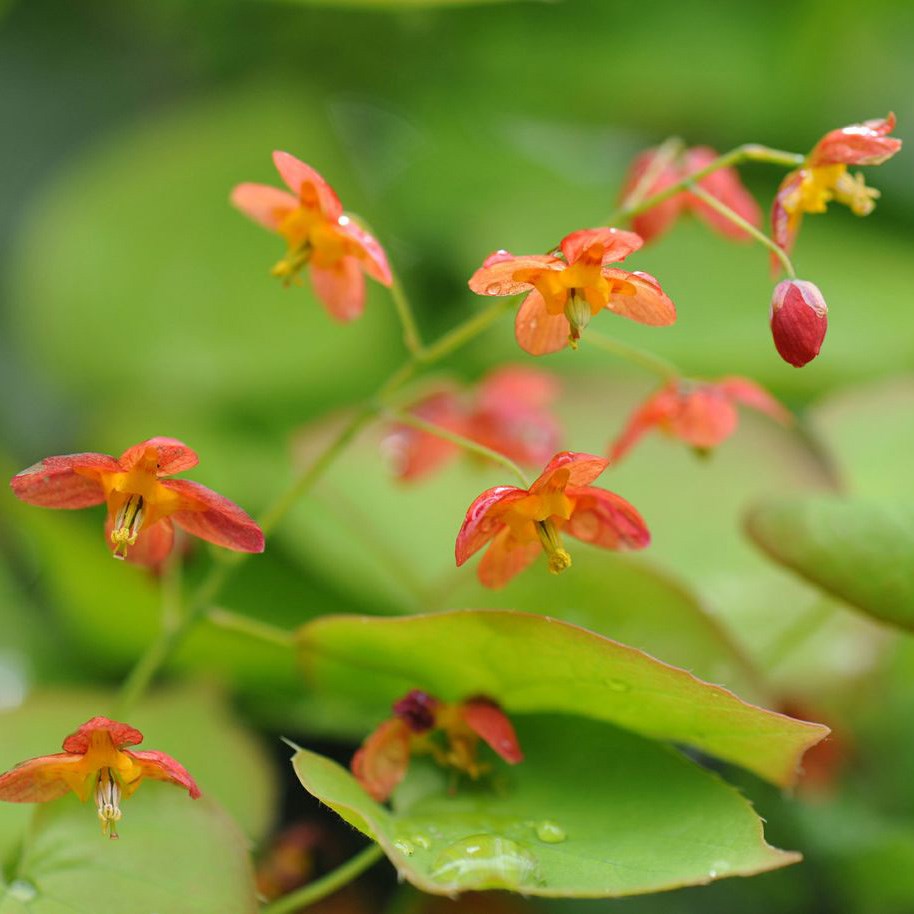<i>Epimedium</i> × <i>warleyense</i>
