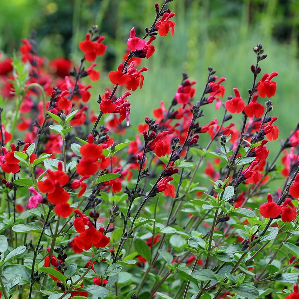 <i>Salvia</i> 'Royal Bumble'
