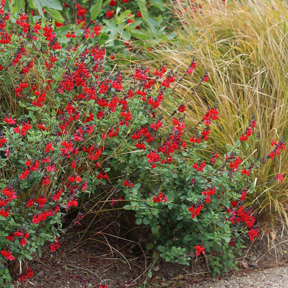 <i>Salvia</i> 'Royal Bumble'