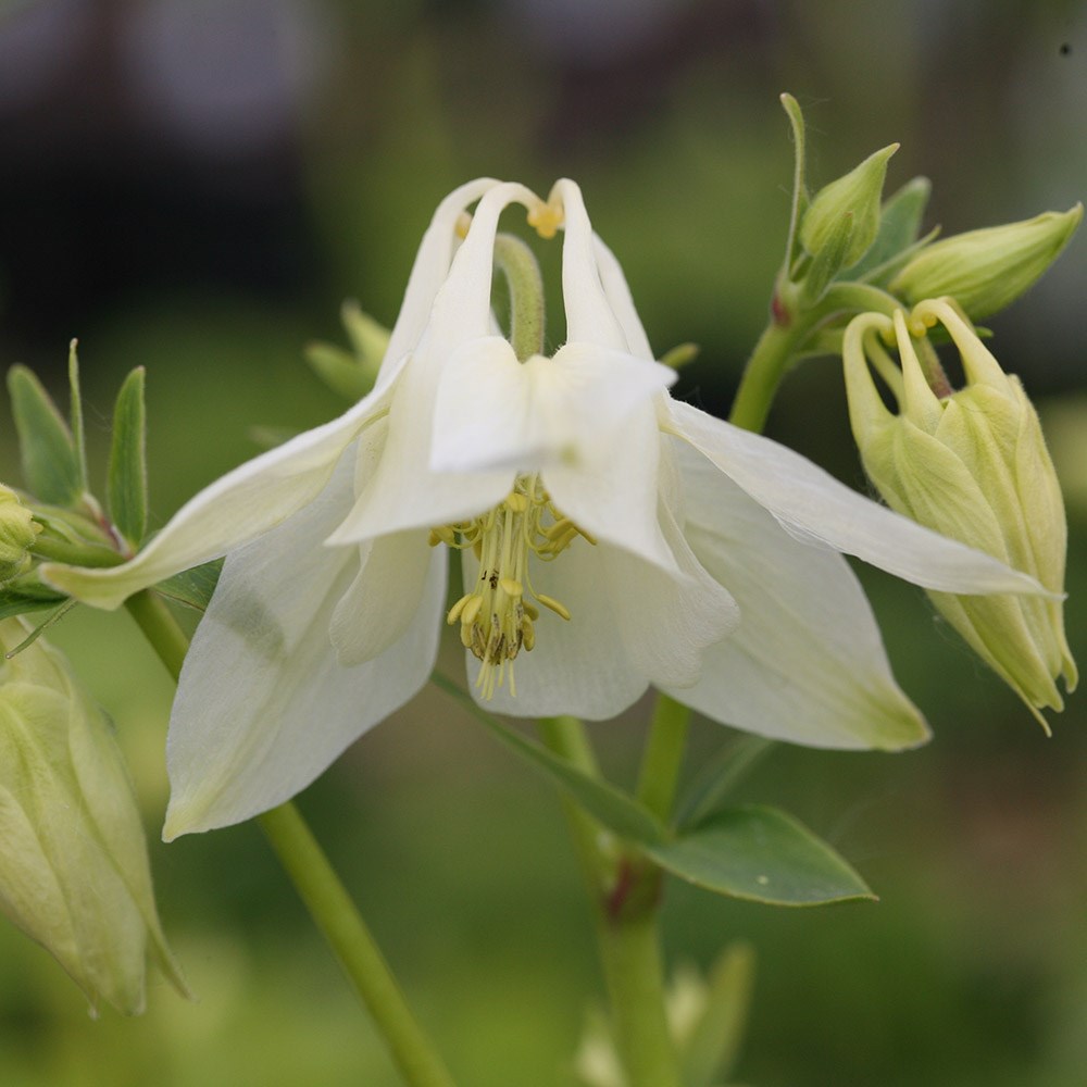 <i>Aquilegia vulgaris</i> 'Nivea'