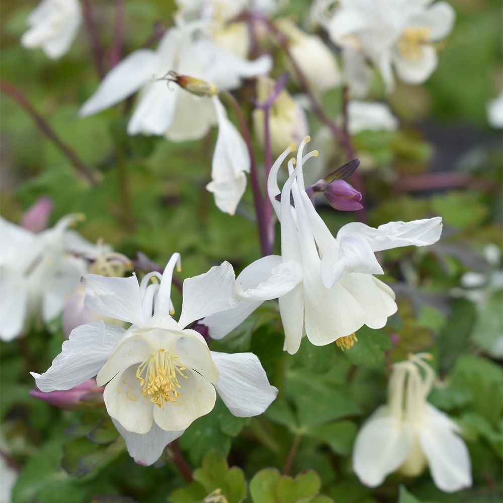 <i>Aquilegia vulgaris</i> 'Nivea'