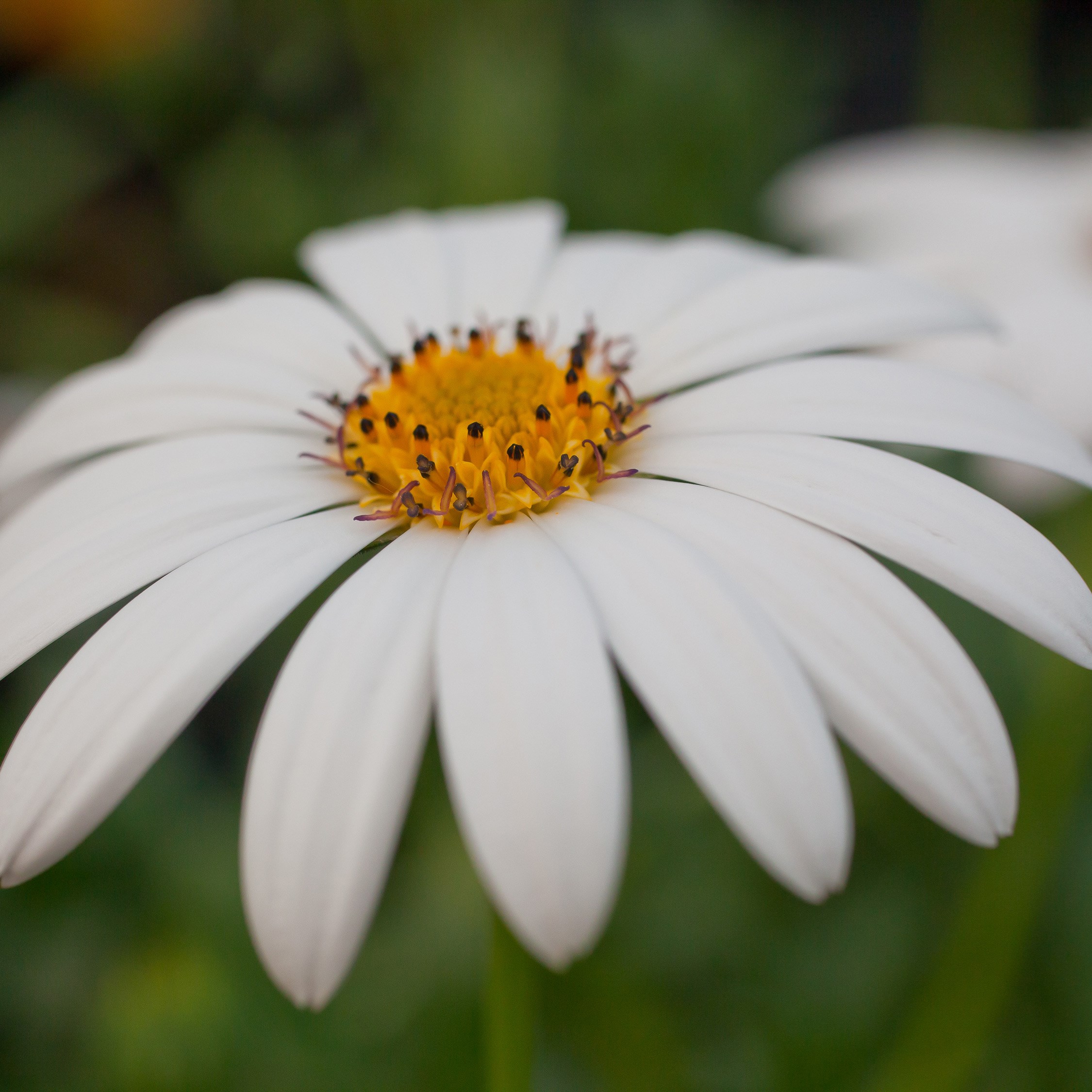 <i>Osteospermum</i> 'Snow Pixie'