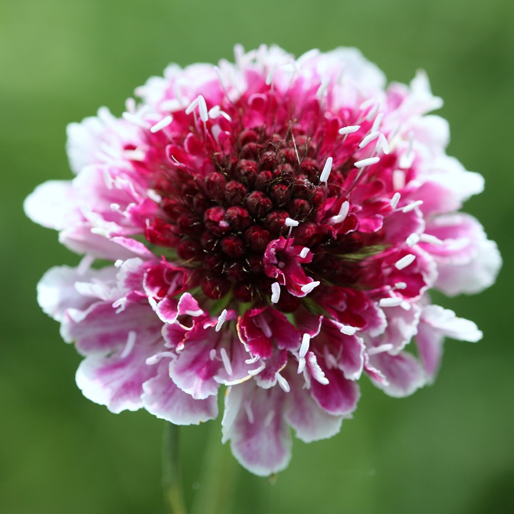 <i>Scabiosa atropurpurea</i> 'Beaujolais Bonnets'