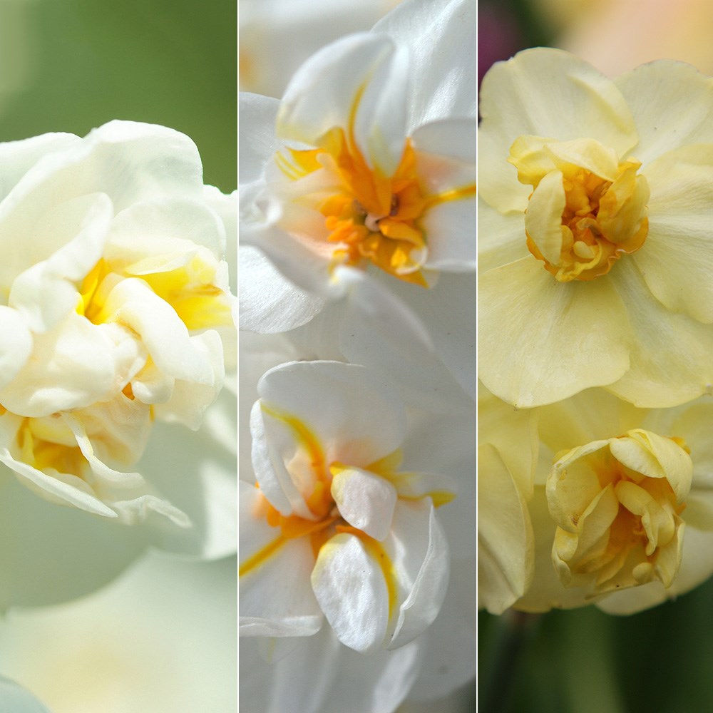 Award-winning fragrant multi-headed narcissus collection