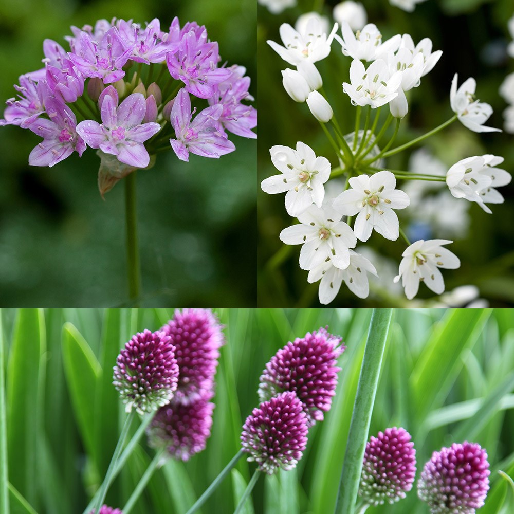 Designer allium collection