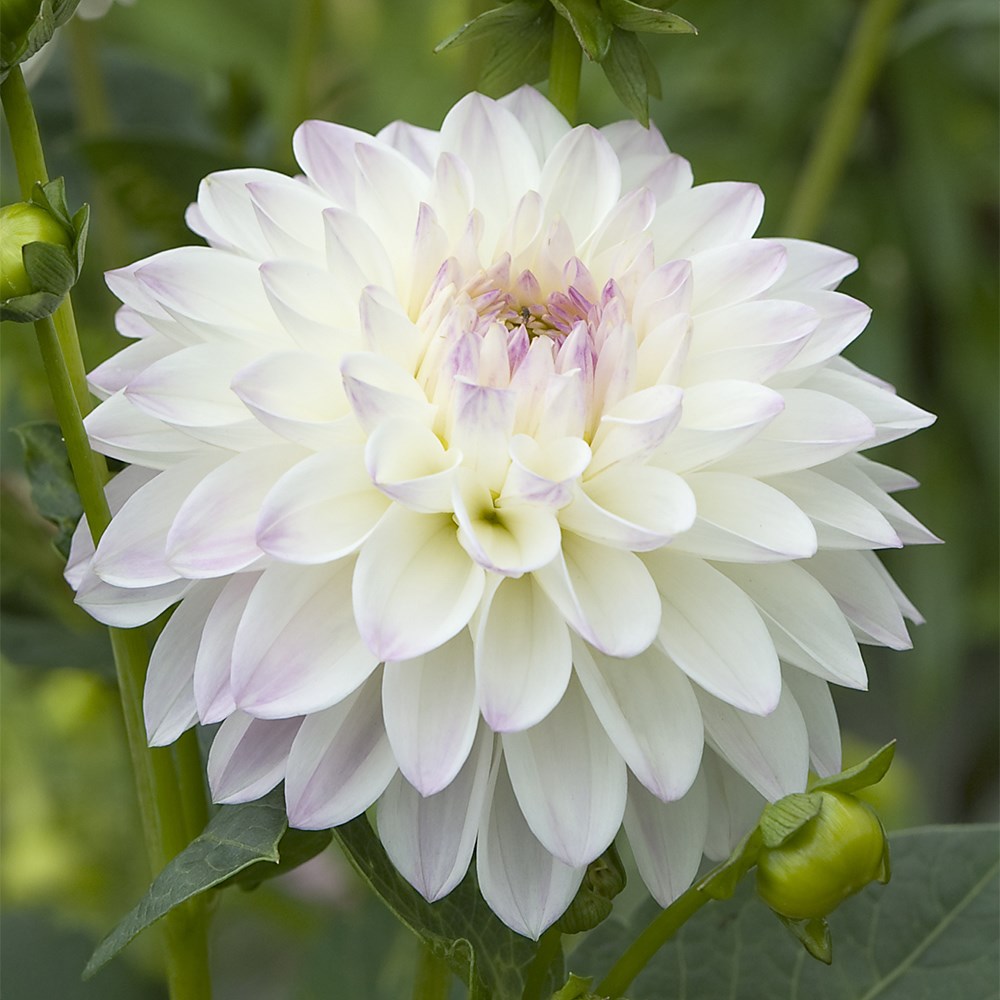 <i>Dahlia</i> 'Eveline'